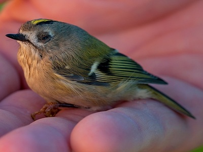 Gold Crest in hand