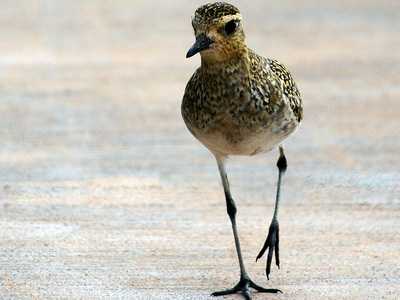Golden Plover