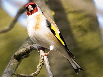Goldfinch