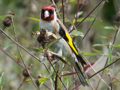 Gold Finch