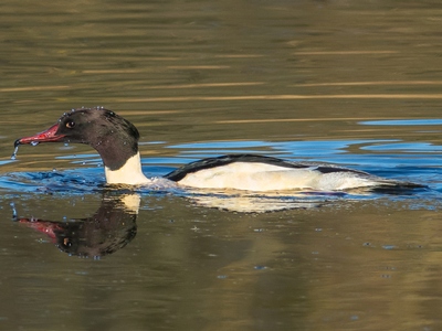 Goosander