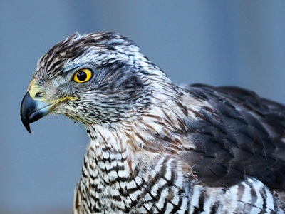 Goshawk