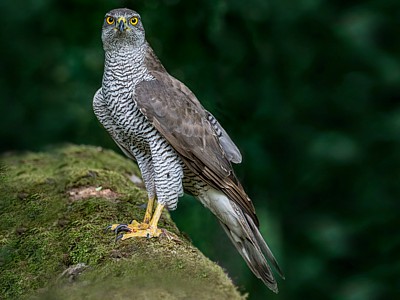 Goshawk