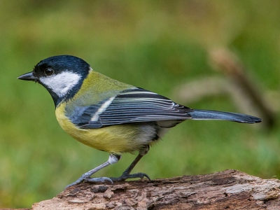Great Tit