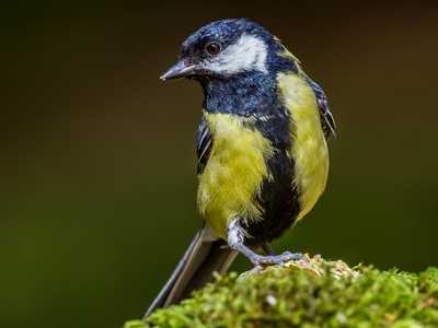Great Tit
