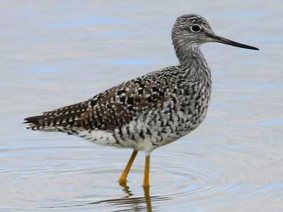 Green Sandpiper