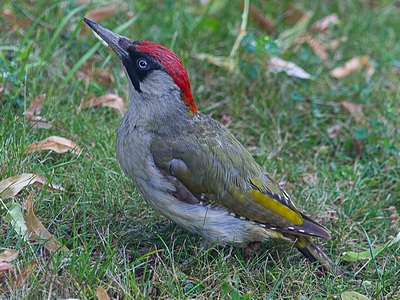 Green Woodpecker