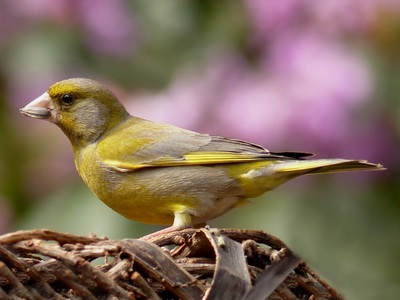 Greenfinch