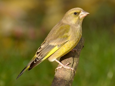 Greenfinch