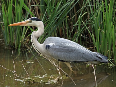 Green Heron