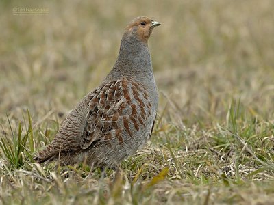 Grey Partridge
