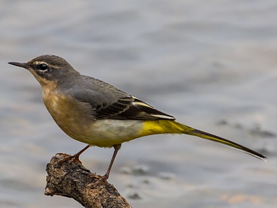 Grey Wagtail