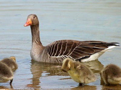 Greylag Goose