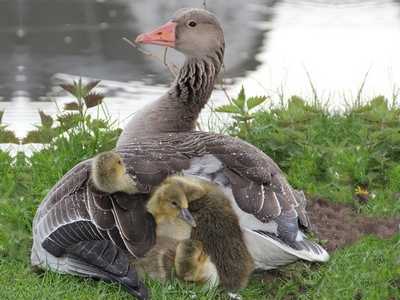 Greylag Goose