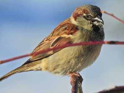 Hedge Sparrow