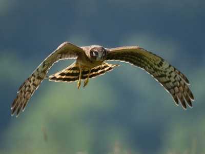 Hen Harrier