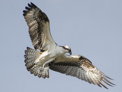 Hen Harrier in flight