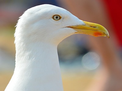 Herring Gull