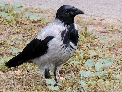 Hooded Crow