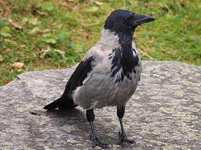 Hooded Crow