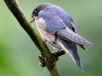 House Martin
