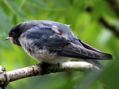 House Martin