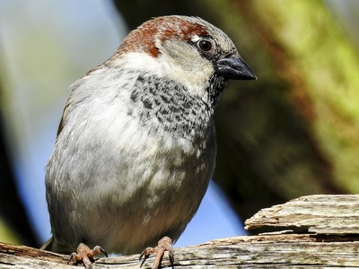 House Sparrow