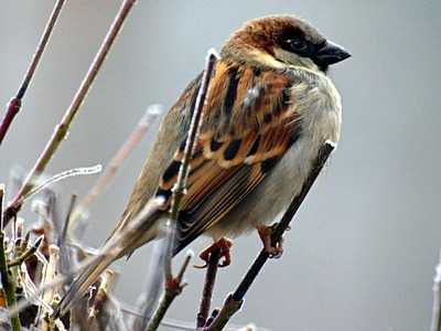 House Sparrow