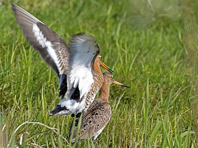 Jack Snipe