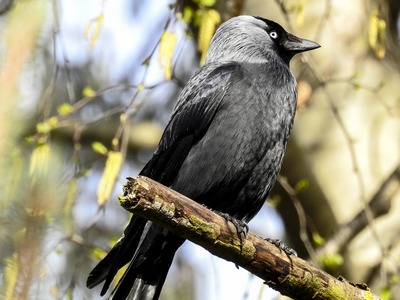 Jackdaw