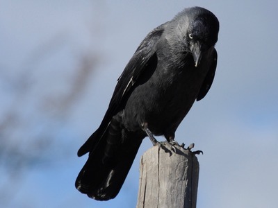 Jackdaw
