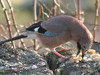 Jay