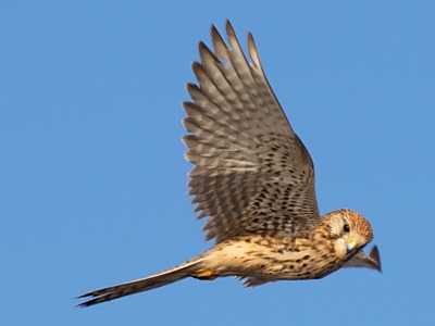 Kestrel