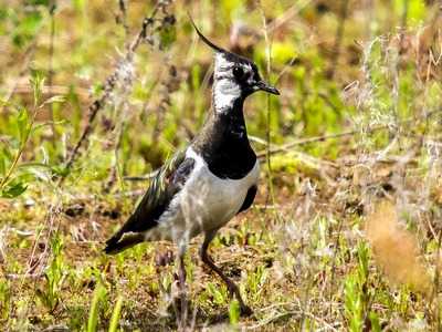Lapwing