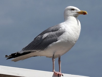 Lesser Black Backed Gull