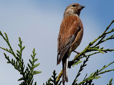 Linnet
