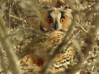 Long-Earred Owl