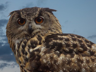 Long-Earred Owl
