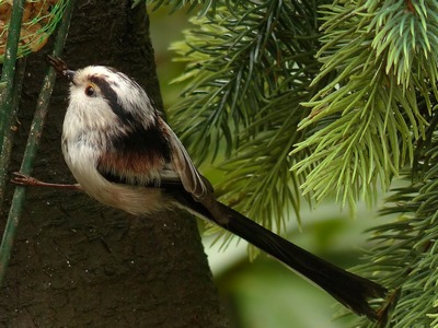 Long Tailed Tit