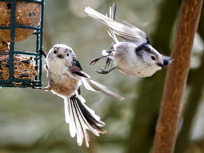 Long-Tailed Tit