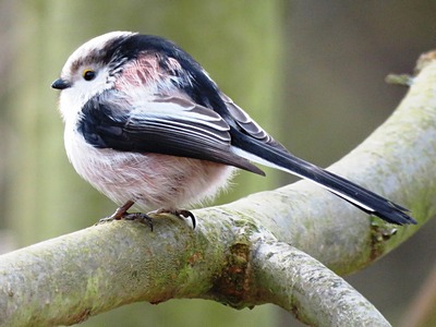 Long-Tailed Tit