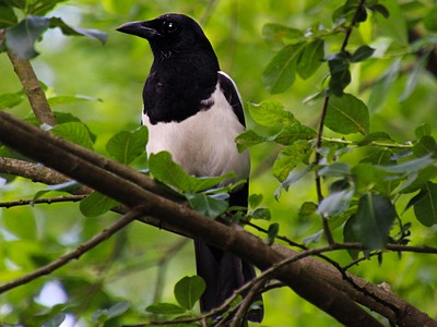 magpie