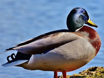 Mallard