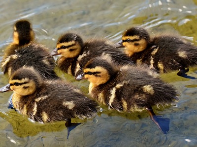 Mallard