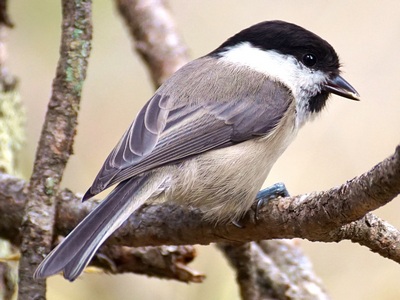 marshtit
