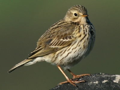 Meadow Pipit