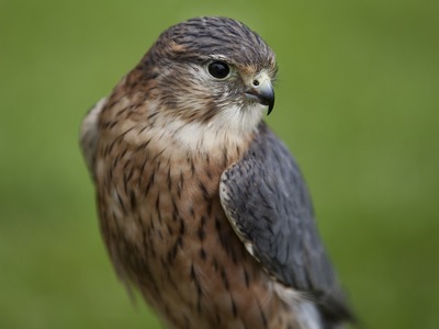 Merlin