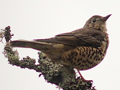 Mistle Thrush