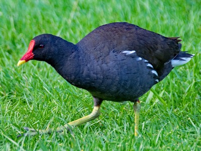 Moorhen