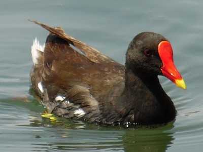 Moorhen